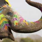 animalfest-2026-cierre-india-invitada-2027