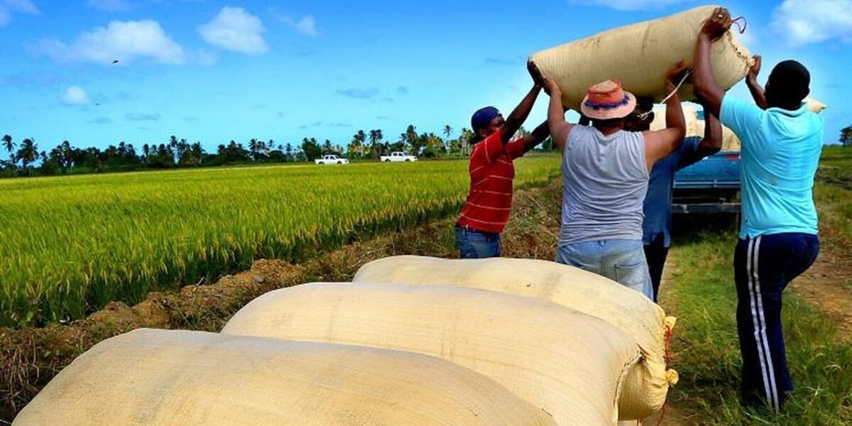 Trabajadores levantan sacos de arroz cosechado junto a un arrozal verde, con más sacos apilados en primer plano