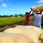 Trabajadores levantan sacos de arroz cosechado junto a un arrozal verde, con más sacos apilados en primer plano
