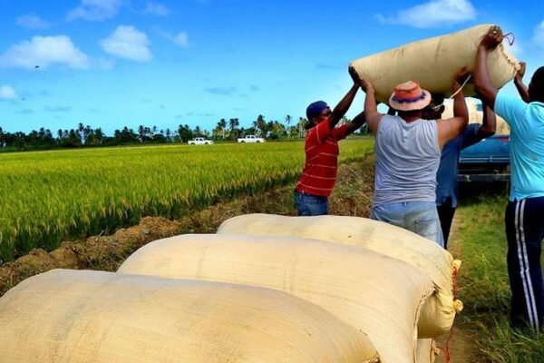 Arroceros respaldan al Gobierno tras reunirse con Agricultura en La Vega