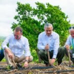 Arranca en Santiago la cosecha tabacalera con más de 120,000 tareas Cuatro hombres con camisa blanca, agachados en un campo con riego por goteo, siembran plántulas de tabaco con estacas de madera.