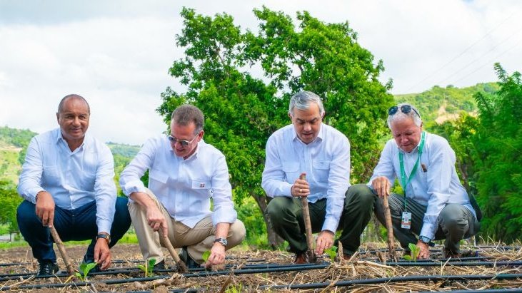 Cuatro hombres con camisa blanca, agachados en un campo con riego por goteo, siembran plántulas de tabaco con estacas de madera.