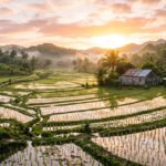 Alarma en sector arrocero dominicano tras eliminación de aranceles Campo de arroz al amanecer en República Dominicana