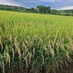Productores de arroz advierten riesgo de pérdida de 300,000 empleos por importaciones libres de aranceles crisis-sector-arrocero-rd-importaciones-2026