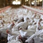 Pollos de engorde blancos en el interior de una nave avícola con comederos y bebederos