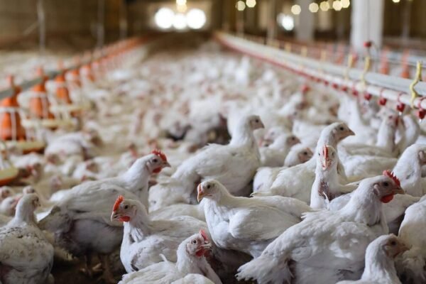 Pollos de engorde blancos en el interior de una nave avícola con comederos y bebederos