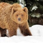 Ola de ataques mortales de osos alarma a varias regiones de Siberia mundo_oso
