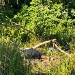 Hallan enterrado en Nagua a joven desaparecido; buscan a un sospechoso Un saco oscuro en el suelo entre ramas y hierba alta, con un agente uniformado y con mascarilla al fondo hablando por teléfono